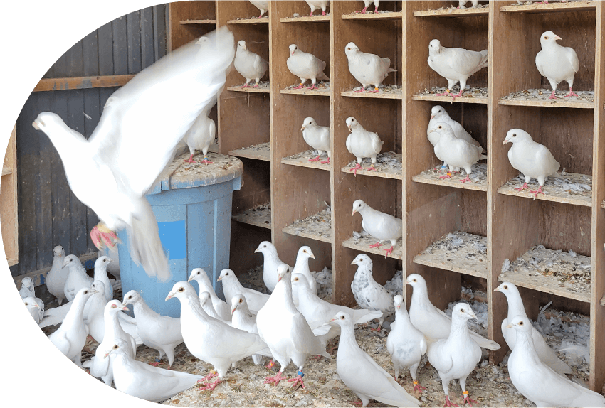 当社では関東で白鳩のリースを行っております。